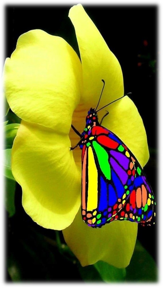 A rainbow butterfly resting on a yellow flower